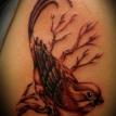 bird