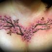cherry blossom