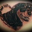 rottweiler dog tattoo